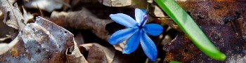 scenery blue flower small