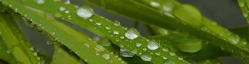 scenery raindrops small
